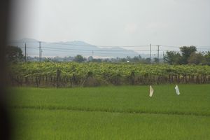 Weingut in Phan Rang